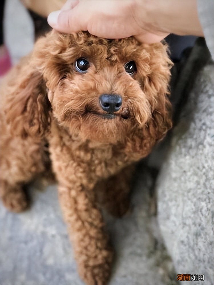 泰迪为什么会记仇报复你 泰迪犬恨主人的表现有哪些