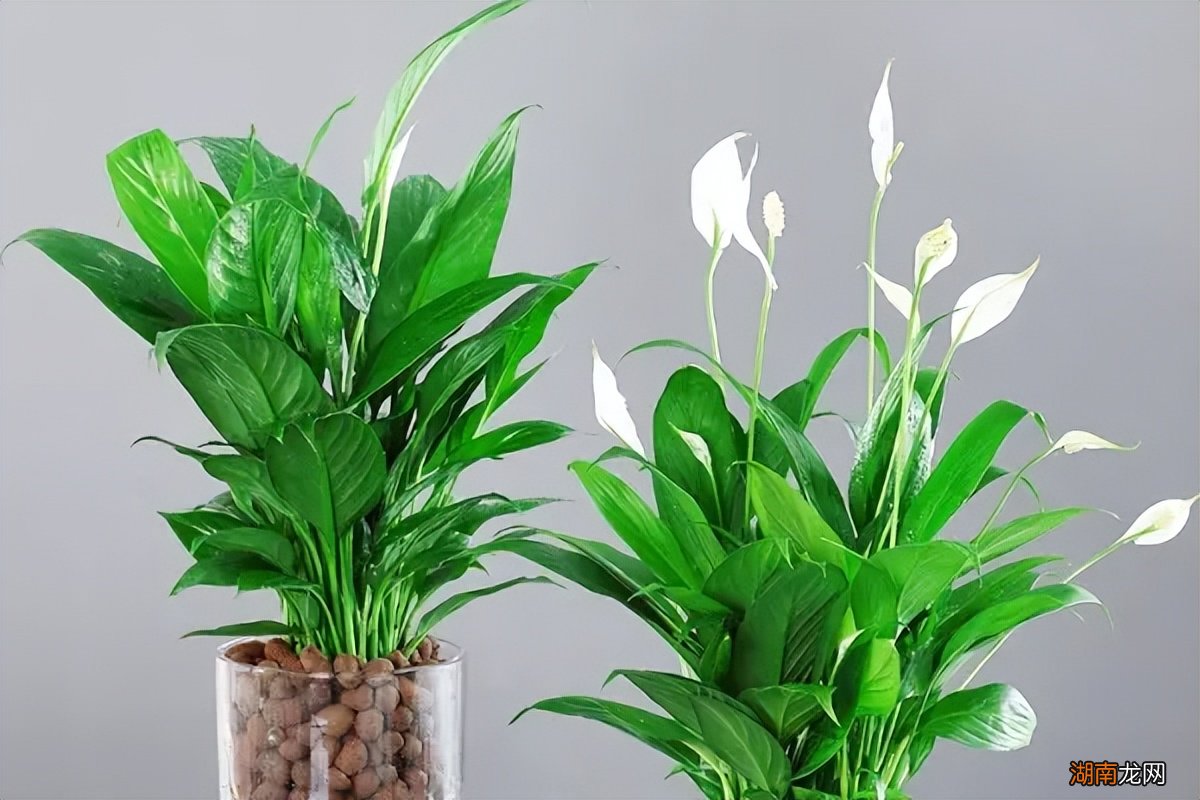 朋友乔迁一般送什么礼物最实用 乔迁现在流行送什么礼物