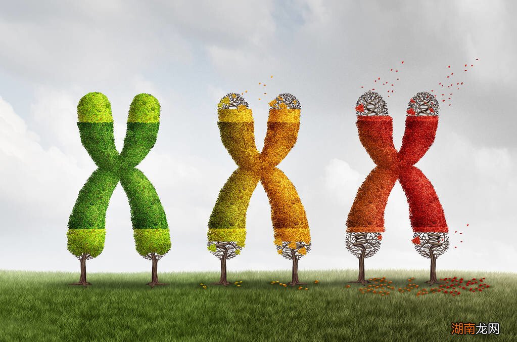 如今人类的寿命是由什么决定呢 人类寿命极限是多少