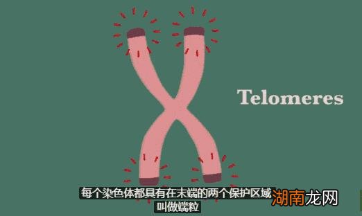 如今人类的寿命是由什么决定呢 人类寿命极限是多少