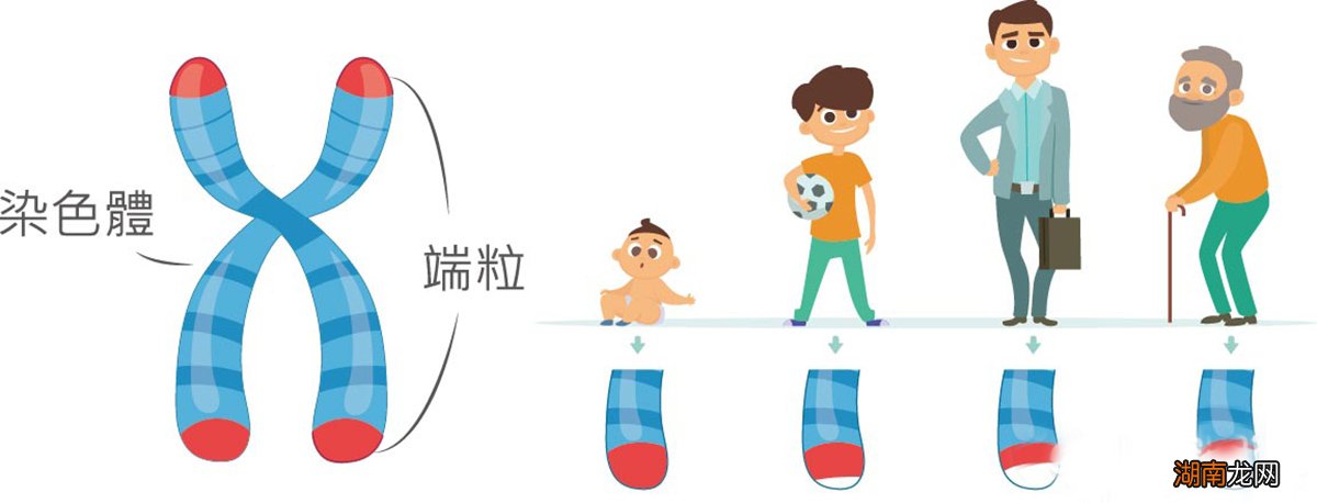 如今人类的寿命是由什么决定呢 人类寿命极限是多少