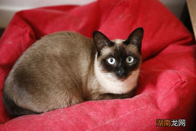 家庭宠养暹罗猫优缺点及注意事项 暹罗猫优点和缺点