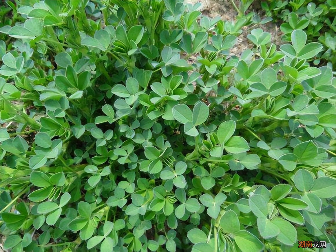 营养美味的十种野菜盘点 春天可以吃的十大野菜排名