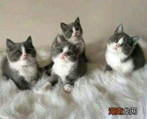 英短是什么猫有哪些特点 英短蓝猫有几种颜色最常见