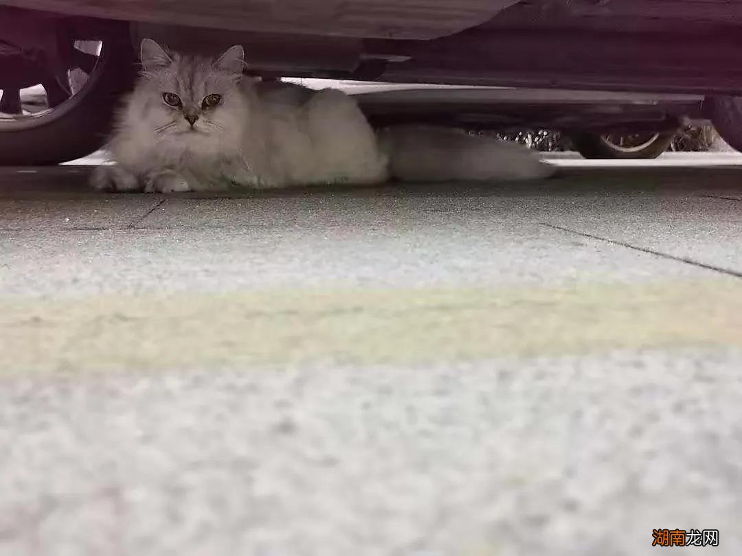 有什么方法可以找回跑丢的猫 没出过门的猫咪跑丢了