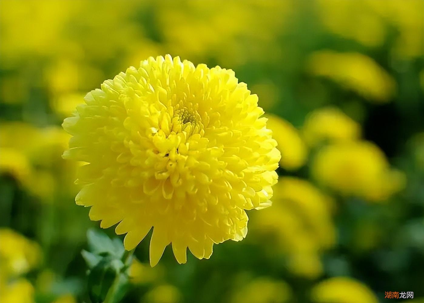 济南有哪些特产比较有名 到济南旅游带什么特产回家好