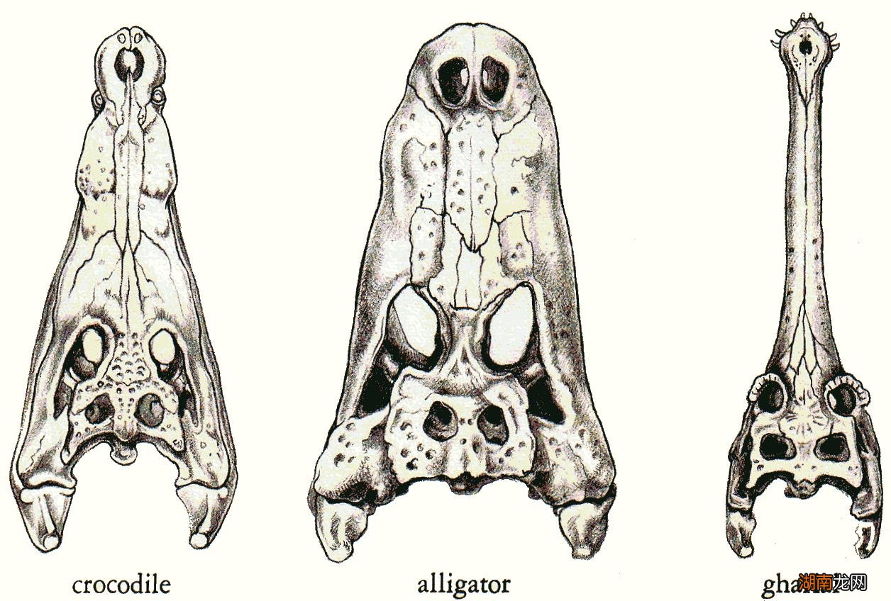 国家级保护动物中鳄鱼排第几 鳄鱼是国家几级保护动物