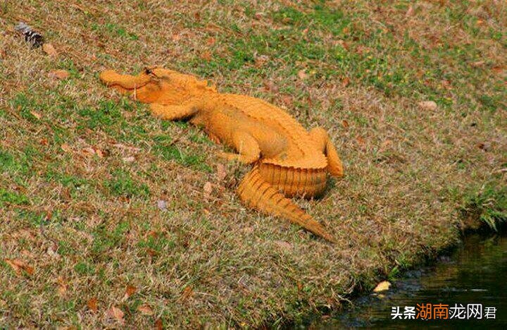 国家级保护动物中鳄鱼排第几 鳄鱼是国家几级保护动物