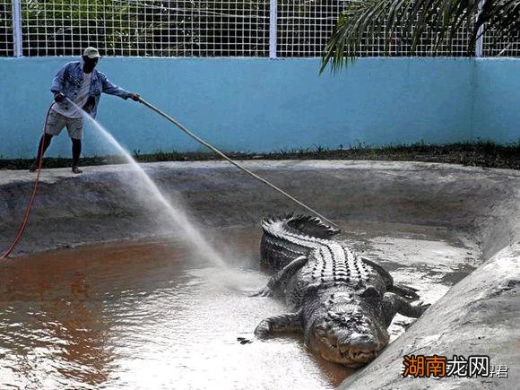 国家级保护动物中鳄鱼排第几 鳄鱼是国家几级保护动物