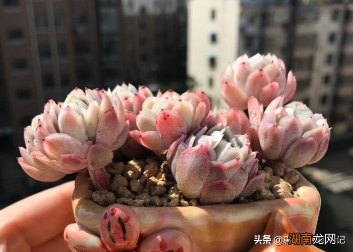 云南多肉不值得买的原因 为什么云南的多肉不能买