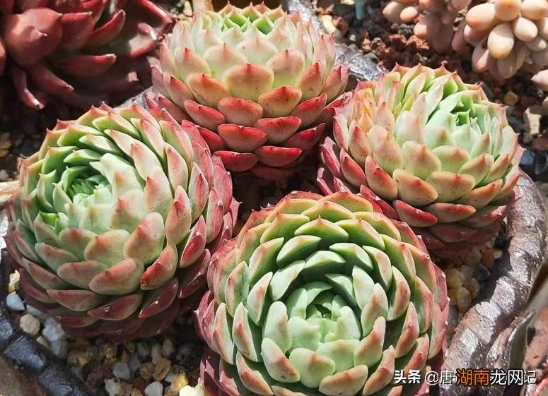 云南多肉不值得买的原因 为什么云南的多肉不能买