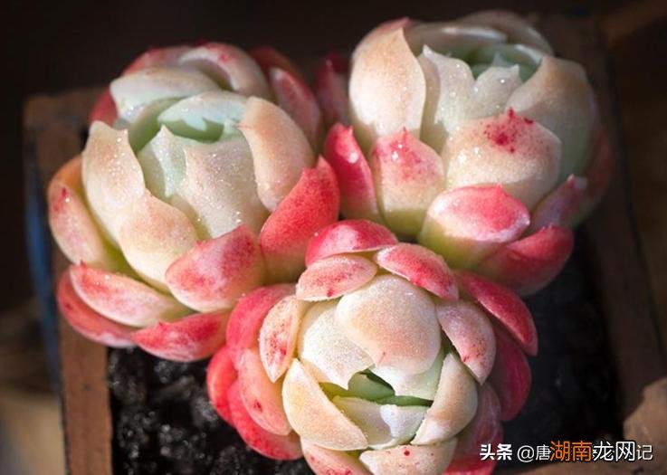 云南多肉不值得买的原因 为什么云南的多肉不能买
