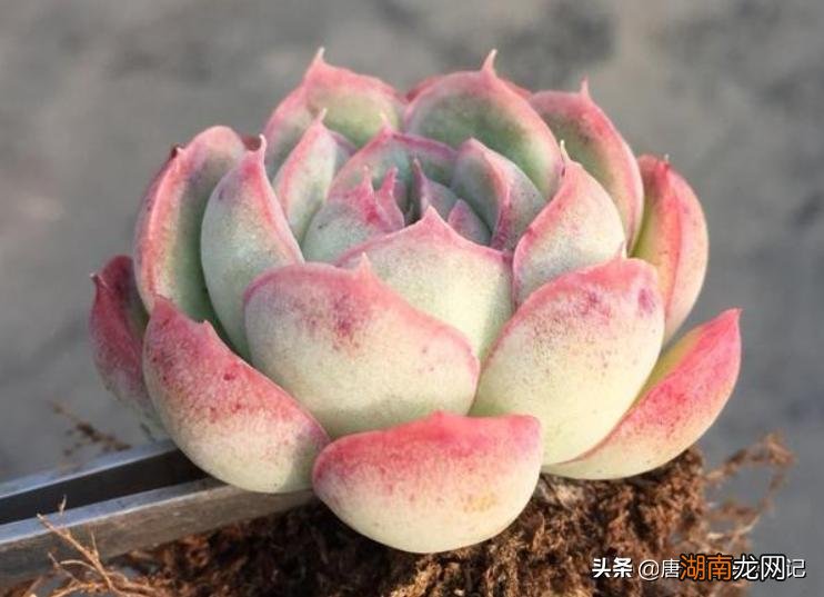 云南多肉不值得买的原因 为什么云南的多肉不能买