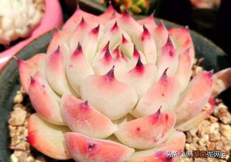 云南多肉不值得买的原因 为什么云南的多肉不能买