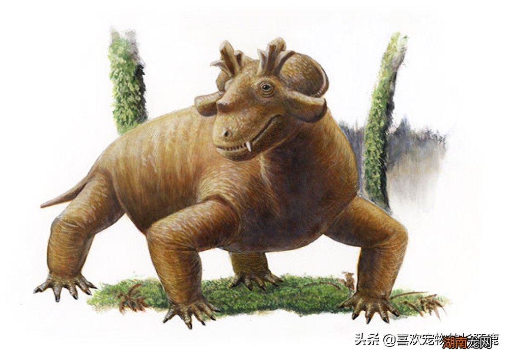 现在的哺乳动物是怎么成为地球霸主的 哺乳动物有哪些