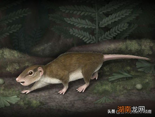 现在的哺乳动物是怎么成为地球霸主的 哺乳动物有哪些