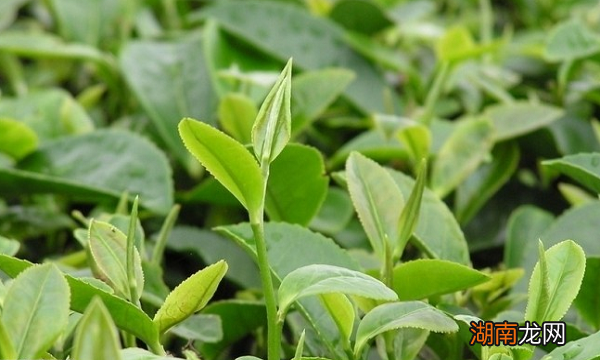 贵州方便携带的特产有哪些 最出名遵义特产是什么东西