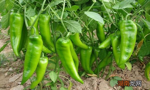 贵州方便携带的特产有哪些 最出名遵义特产是什么东西