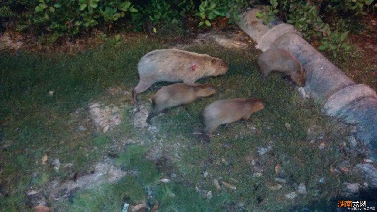 珠海特产必购物清单 珠海特产有哪些特产美食