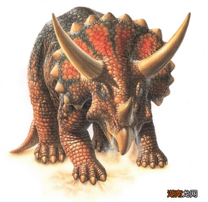 三角龙为什么会被称为重型武器 三角龙的外形特点