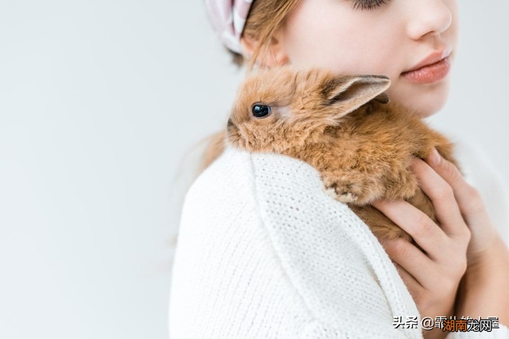 只有一只兔子会不会感到孤独 单独一只兔子会无聊吗