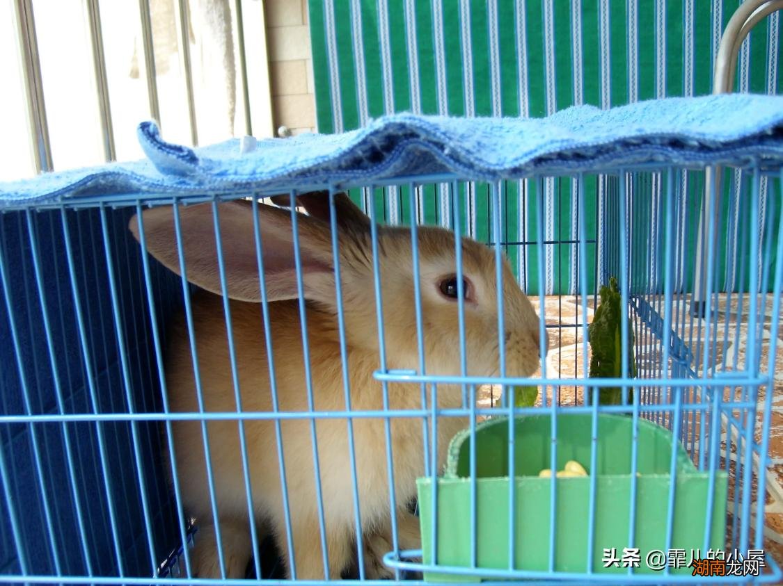 只有一只兔子会不会感到孤独 单独一只兔子会无聊吗
