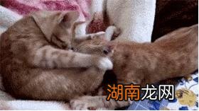 养猫养两只公猫会怎么养呢 两只公猫可以一起养吗