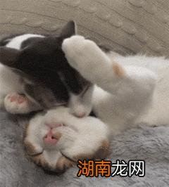 养猫养两只公猫会怎么养呢 两只公猫可以一起养吗