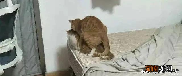 养猫养两只公猫会怎么养呢 两只公猫可以一起养吗