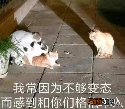 养猫养两只公猫会怎么养呢 两只公猫可以一起养吗