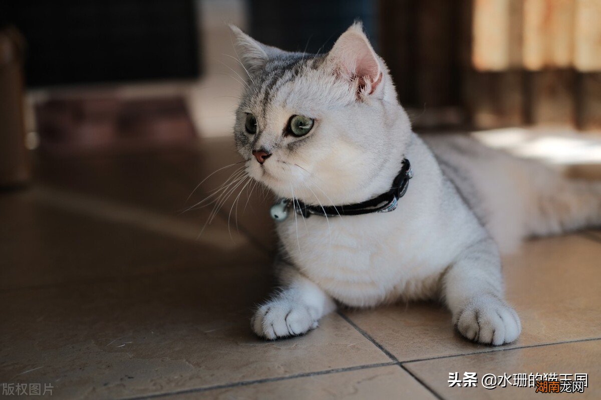 正常价多少钱可以买到一只银渐层 银渐层一般在什么价位