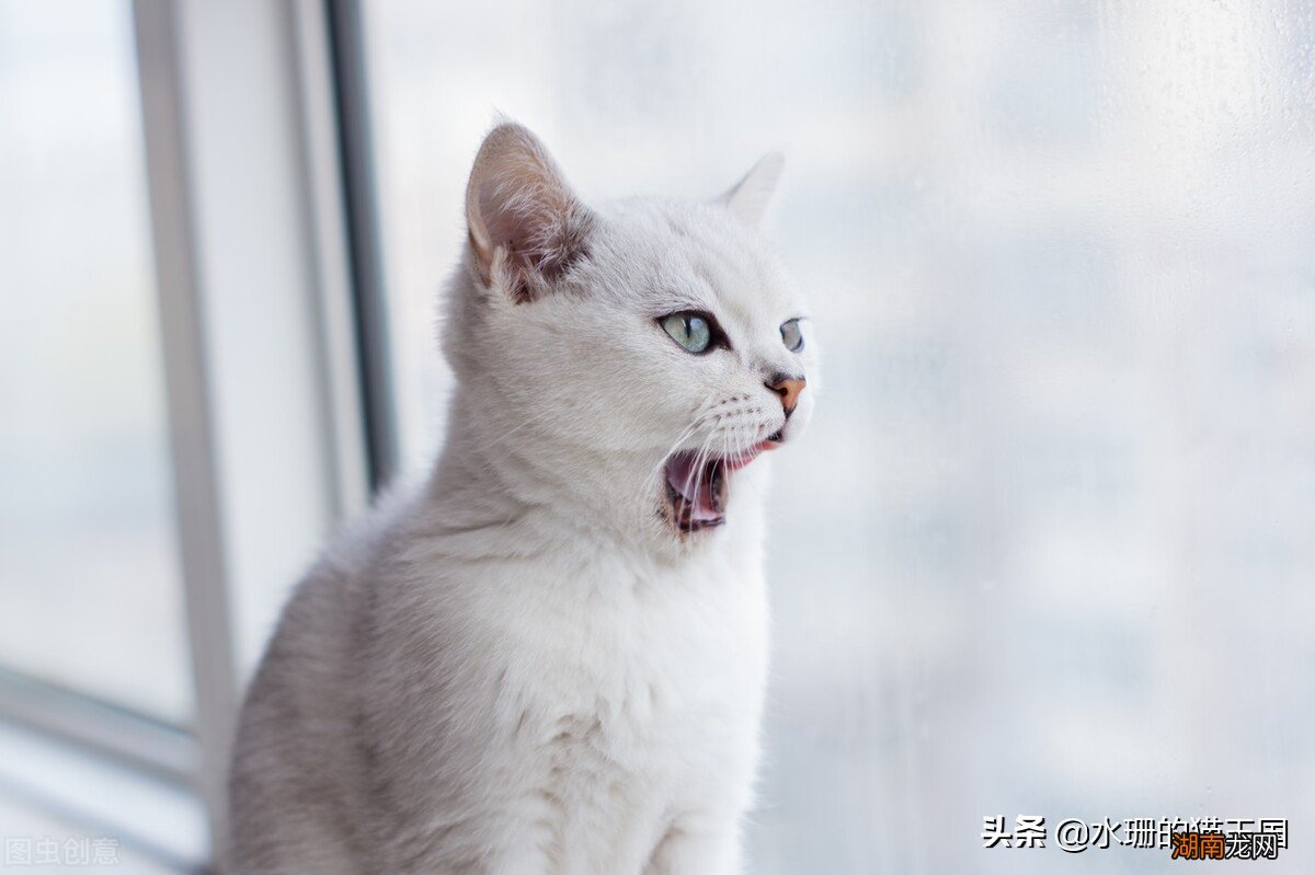 正常价多少钱可以买到一只银渐层 银渐层一般在什么价位