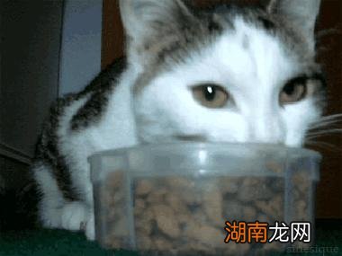 猫尝不出甜味却喜欢吃甜的东西 为什么猫咪感受不到甜味