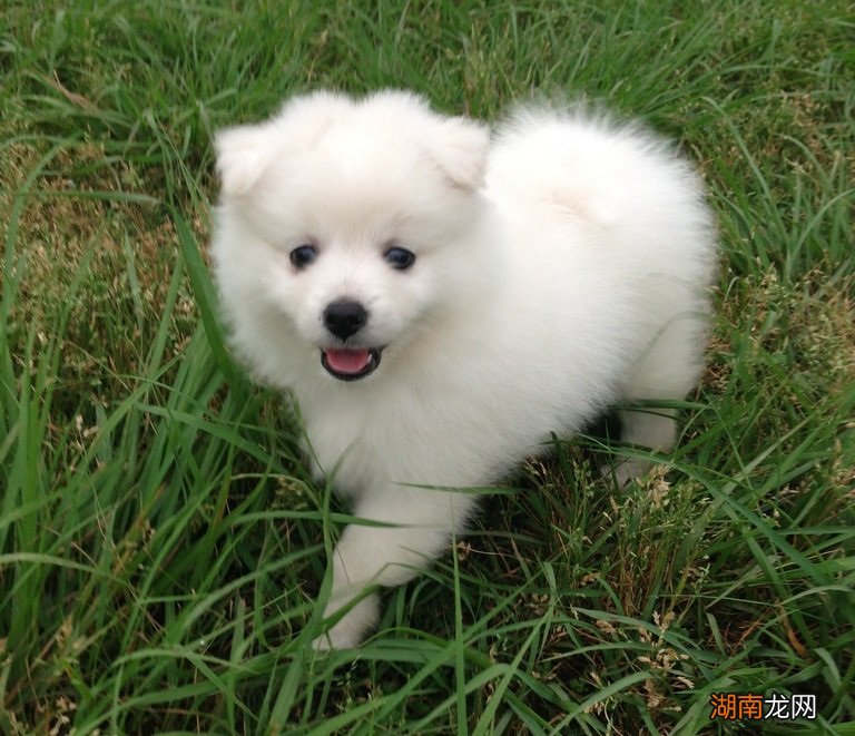 日本银狐犬的智商排名可以有多高 银狐犬智商排第几名