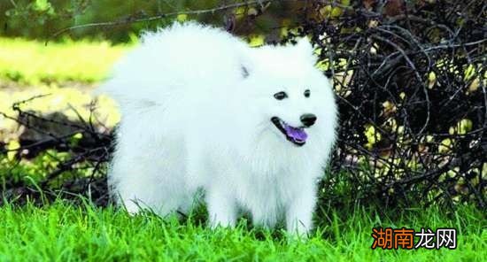 日本银狐犬的智商排名可以有多高 银狐犬智商排第几名