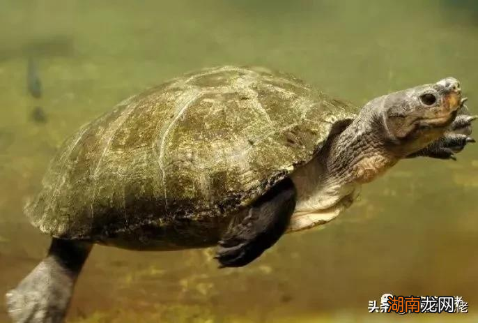 怎么选择适合自己的宠物乌龟 什么乌龟好养又好看