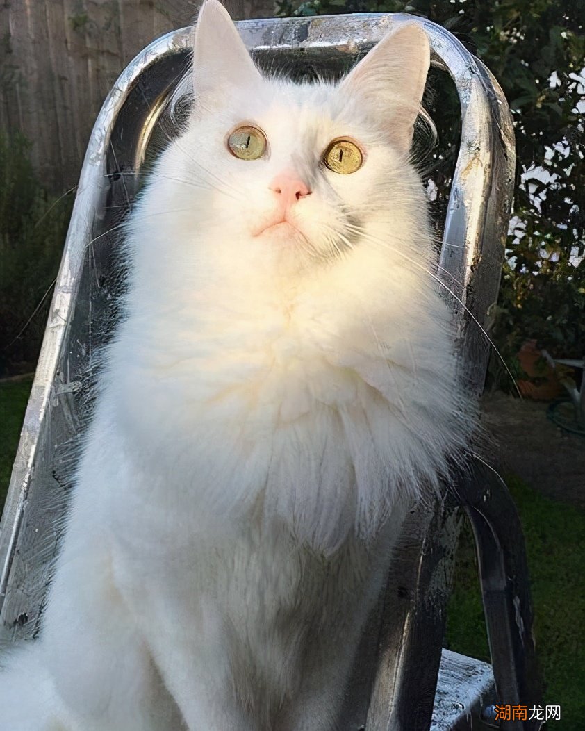 家里什么品种的小喵咪最好养还干净 十大适合家养的猫