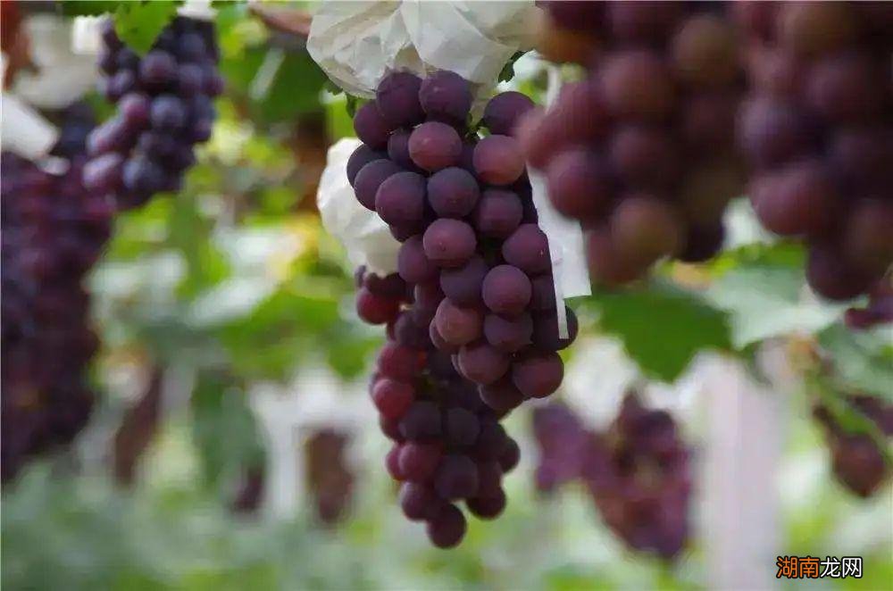 上海值得带回家送人的本地特产 上海特产排行榜前十名