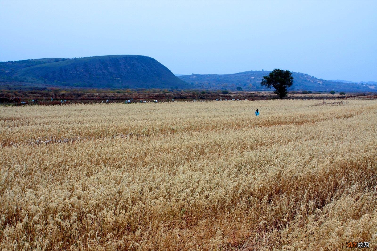 河北承德省十大好吃的特产盘点 承德特产有哪些值得购买