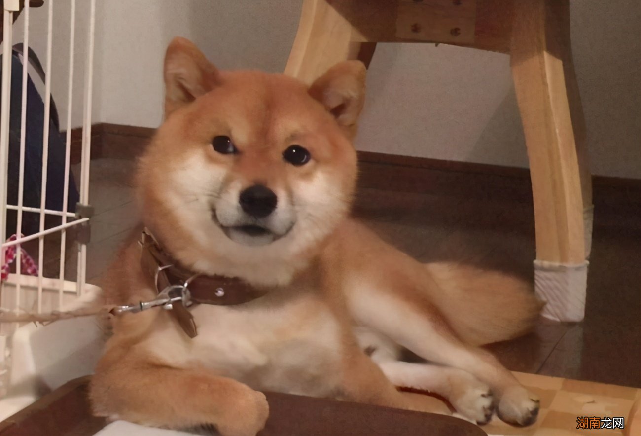 到家需要几天开始认主人 柴犬养多久才会对主人有感情