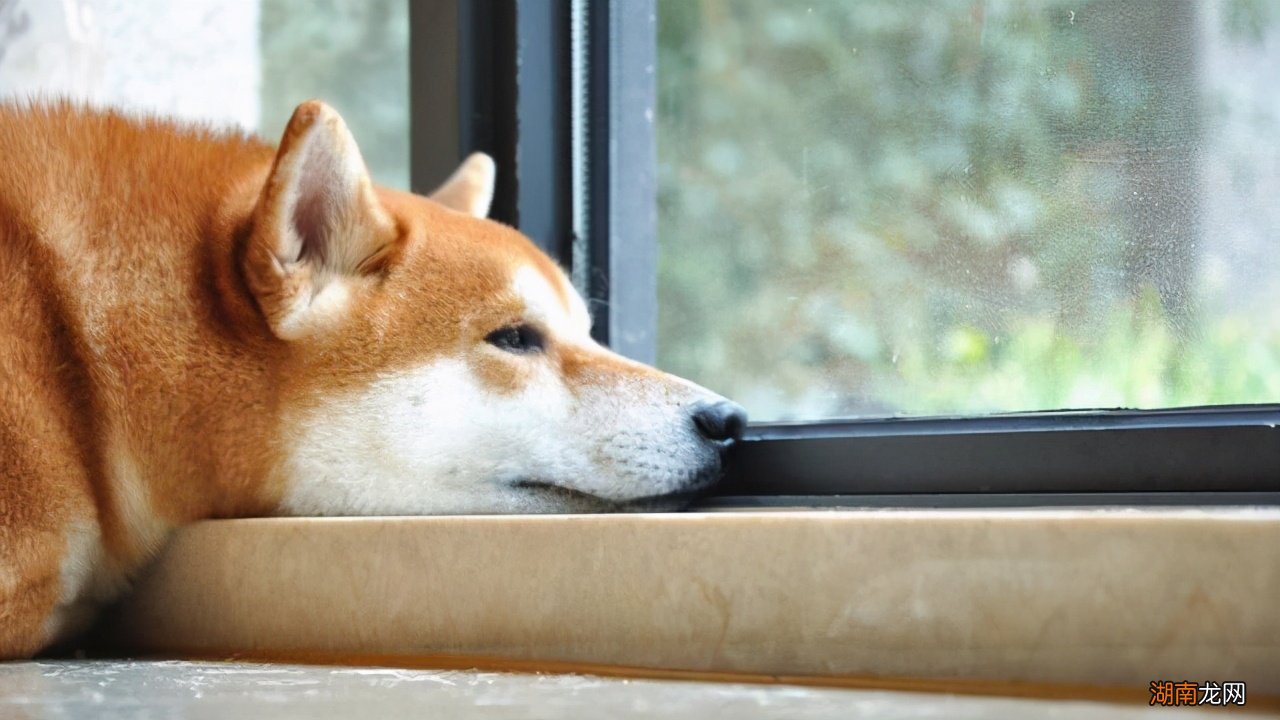 到家需要几天开始认主人 柴犬养多久才会对主人有感情