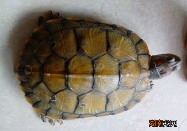 上古先民为什么对乌龟非常崇拜 乌龟的寓意和象征