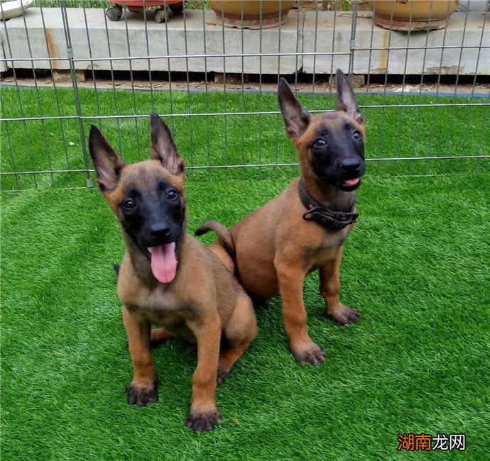 家里能把马犬当宠物狗养吗 为什么马犬不合适家养