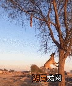 家里能把马犬当宠物狗养吗 为什么马犬不合适家养