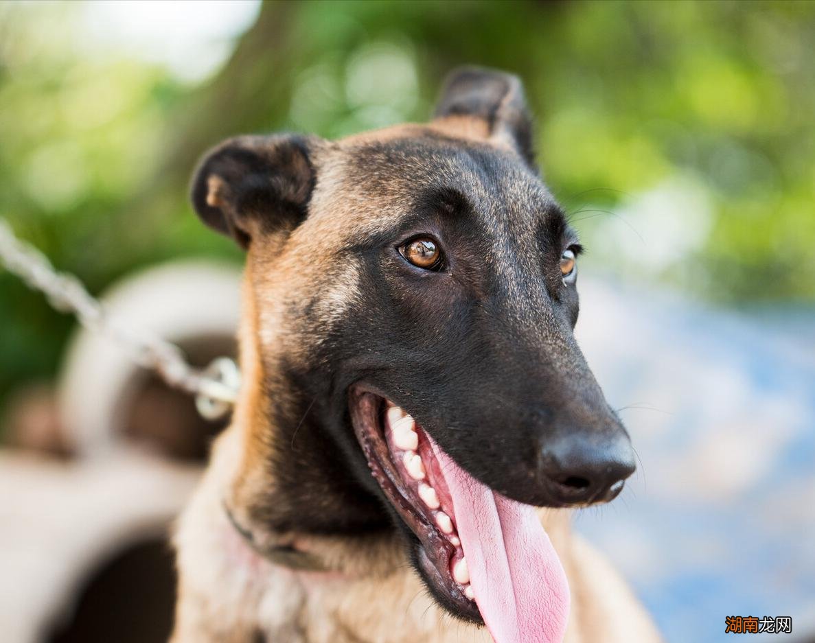 家里能把马犬当宠物狗养吗 为什么马犬不合适家养