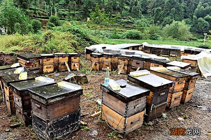 在风水上蜜蜂飞进家里代表什么 蜜蜂飞进家里预示什么