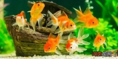 最好养的十种观赏鱼推荐 什么观赏鱼最好养活又漂亮