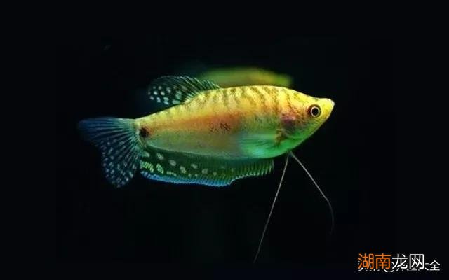 最好养的十种观赏鱼推荐 什么观赏鱼最好养活又漂亮