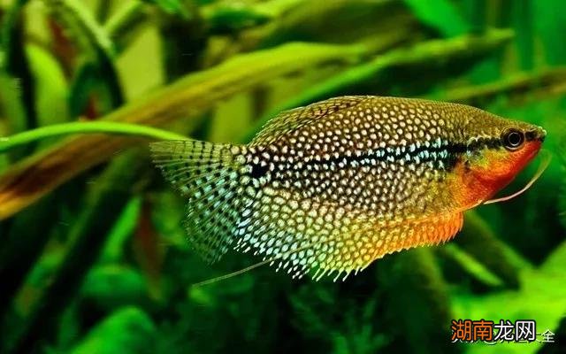 最好养的十种观赏鱼推荐 什么观赏鱼最好养活又漂亮