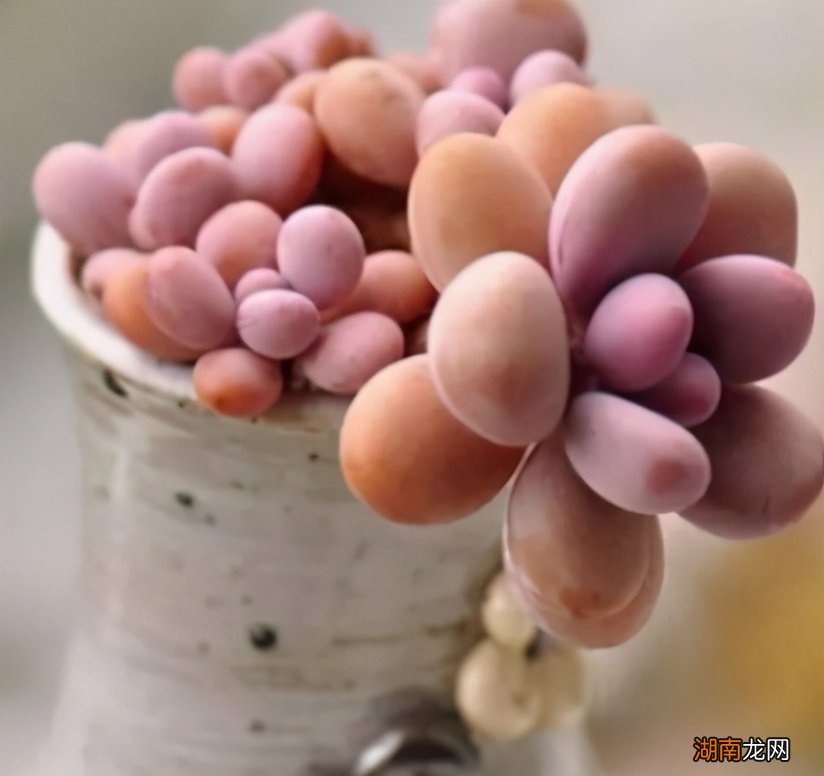 桃蛋养得饱满圆红的秘诀 桃蛋怎么养的肥肥胖胖红红的